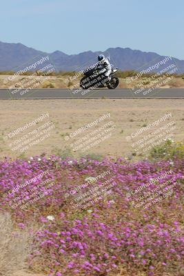 media/Mar-12-2023-SoCal Trackdays (Sun) [[d4c8249724]]/Turn 15 Inside Bloom (130pm)/